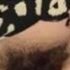Profilbild von *sniffs Miku's bush*