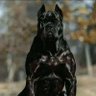 Fellow Observator's profile picture