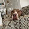 Фото профиля Bobo_Baileys_Revenge