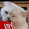 daiixi是只猫 🐈 的头像