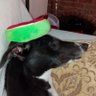 Dopey Greyhound's profile picture