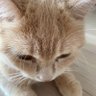 さわ's profile picture