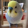 しろいんこ 的头像