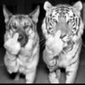 Фото профиля stupid ass IT CELLS PPL