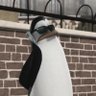 Pengy🐧 的头像