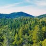 Фото профиля Forest
