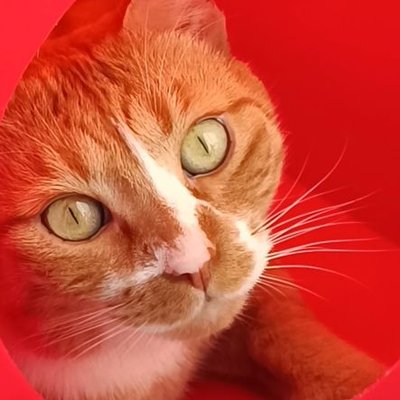 a1bcdefgh4's profile picture