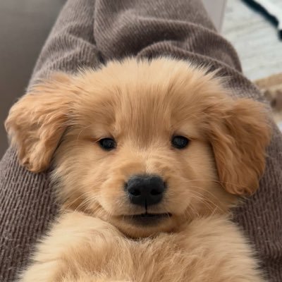 morror's profile picture