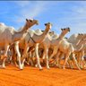 🇸🇦Alalmai 的头像