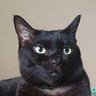 嚕一下咻就飛很遠 profil fotoğrafı