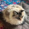 Hexagon Sorter's profile picture