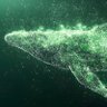Фото профиля The Green Whale