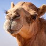 سفيان العربي المملكة المغربية العربية العظمى profil fotoğrafı