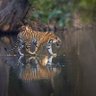 Фото профиля Natures Energy