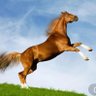 Profilbild von elpharao22