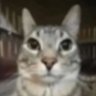 pibble's profile picture