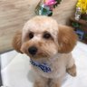 koji2 profil fotoğrafı