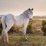 the horse profil fotoğrafı