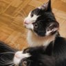 Фото профиля Tom and Jerry