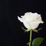 Фото профиля Z.Vae
