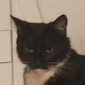 green rose's profile picture