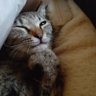 ネコマキ 的头像