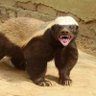Profilbild von Honey Badger 🦫