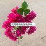 PINK Hoxsys profil fotoğrafı