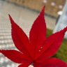Profilbild von は