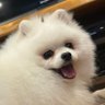 どろまみれひよこ's profile picture