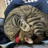 Kazuko profil fotoğrafı