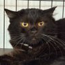 保護猫かふぇ かぎしっぽ profil fotoğrafı