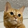 Profilbild von komugimama