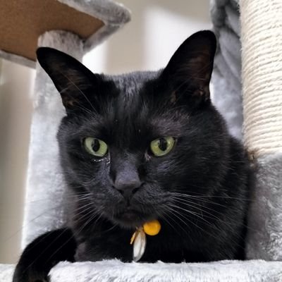 しんしん🐺's profile picture