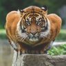 Profilbild von namecannotbeblank