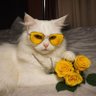 CatmannArichain🟥 的头像