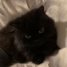 ppndphu's profile picture
