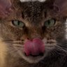 Profilbild von Salut Salut