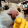 JMercury 💜🐈‍⬛'s profile picture