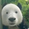 Profilbild von NarutoSoloIchigo