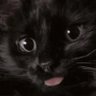 Sneezy's profile picture