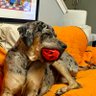 Profilbild von Hoss The Love Dane