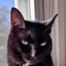 Фото профиля Da Cat