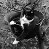 Pagan Cat 的头像
