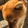 Profilbild von ケリーママ