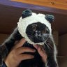 きはけん。's profile picture