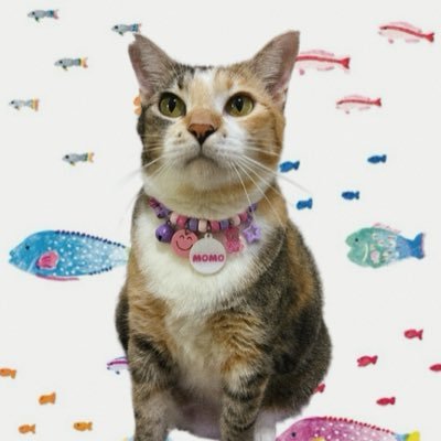 momomeowclub's profile picture