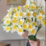 ElvieDaffodil✨️ profil fotoğrafı