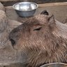ハジメタル 的头像