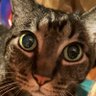 Holli Berry profil fotoğrafı